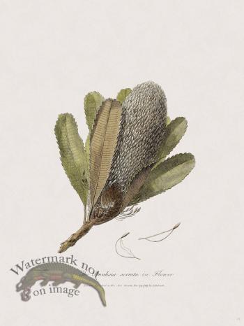 19 New Holland Caffowary